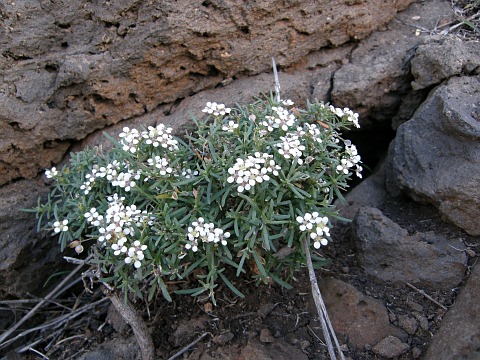 Lobularia canariensis