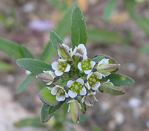 Lobularia libyca