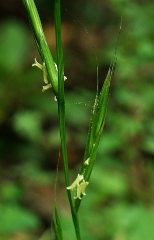 Espiguillas de Lolium edwardii