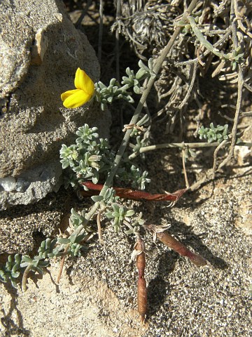 Lotus arinagensis