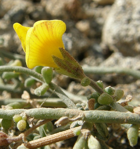 Lotus arinagensis