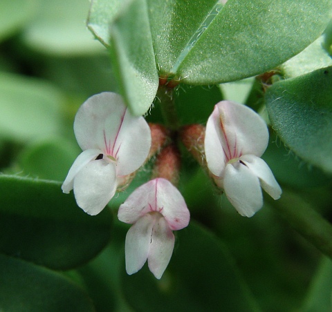 lotus glinoides