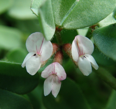 lotus glinoides