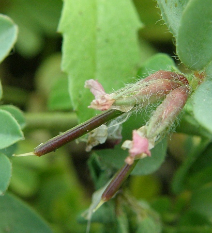 Frutos de Lotus glinoides
