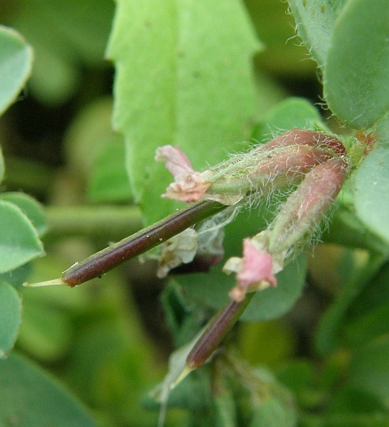 Frutos de Lotus glinoides