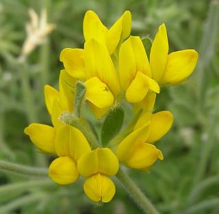 Lotus campylocladus ssp. hillebrandii