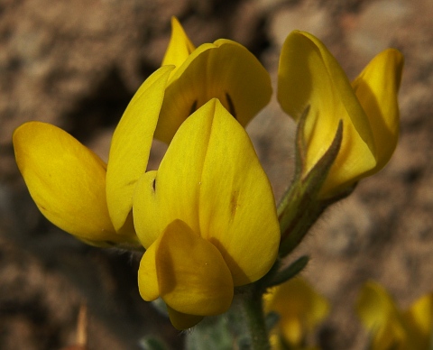 Lotus holosericeus