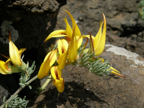 Lotus maculatus