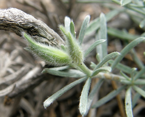 Lotus mascaensis