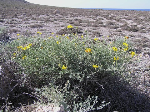 Lotus sessilifolius ssp.sessilifolius