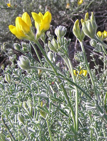 Lotus sessilifolius ssp.sessilifolius