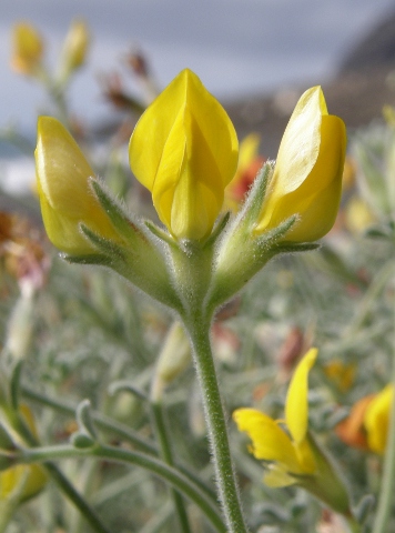 Lotus sessilifolius ssp.villosissimus