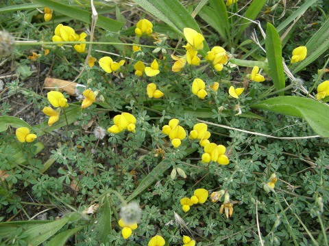 Lotus tenellus