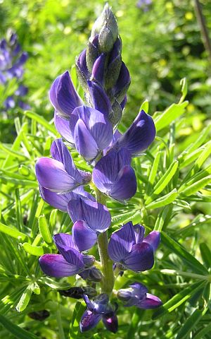 Inflorescencia de Lupinus angustifolius