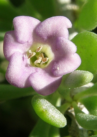 Flor de Lycium
          intricatum