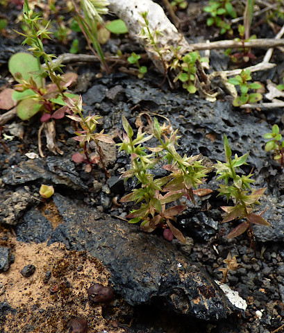 Lysimachia linum-stellatum