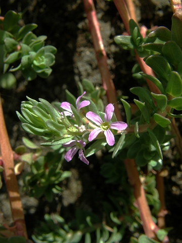 Lythrum hyssopifolia