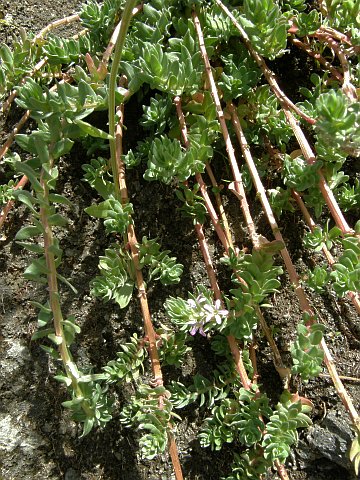 Lythrum hyssopifolia