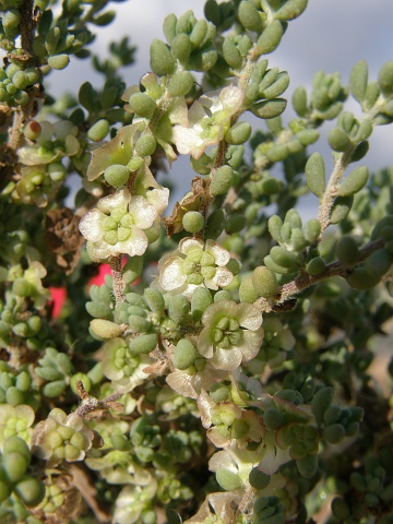 Maireana brevifolia