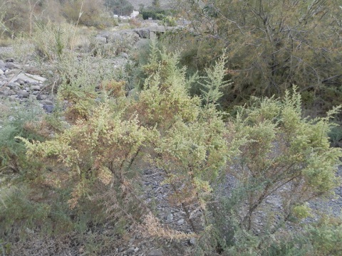 Maireana brevifolia