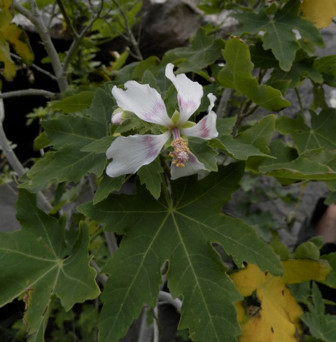 Malva acerifolia