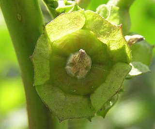 http://www.floradecanarias.com/imagenes/malva_parviflora2.jpg