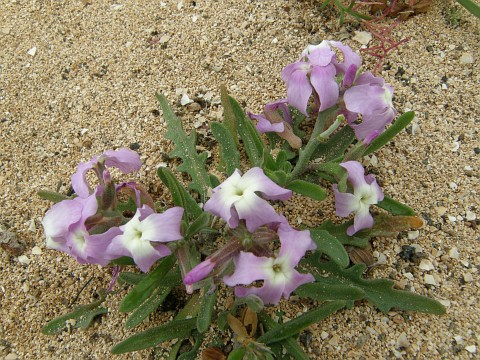 Matthiola bolleana