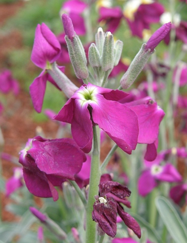 Flores de Matthiola incana