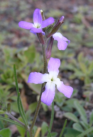 Matthiola longipetala ssp.viridis