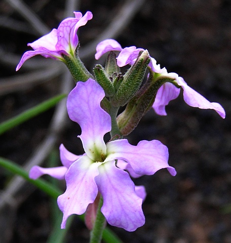 Matthiola longipetala ssp.viridis