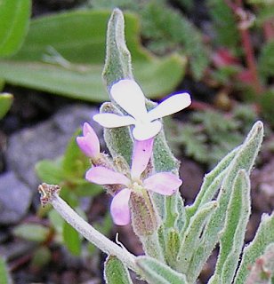 Flor y fruto de Matthiola parviflora