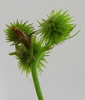 Frutos de Medicago arabica