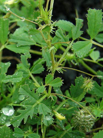 Medicago laciniata