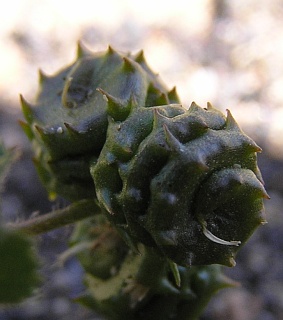 Frutos de Medicago littoralis