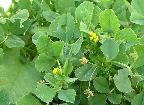 Medicago polymorpha