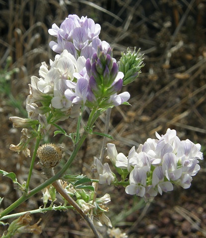 Medicago sativa