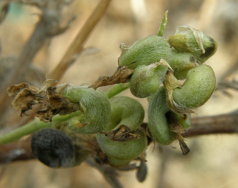 Frutos de Medicago sativa