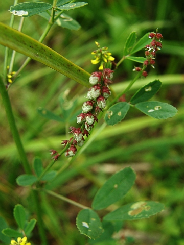 Melilotus indicus