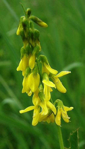 Inflorescencia de Melilotus segetalis