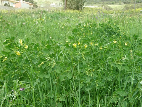 Melilotus segetalis