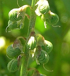 Frutos de Melilotus sulcata