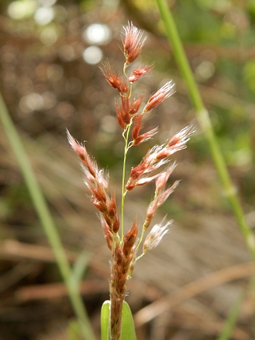 Melinis repens