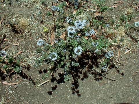 Mentha pulegium