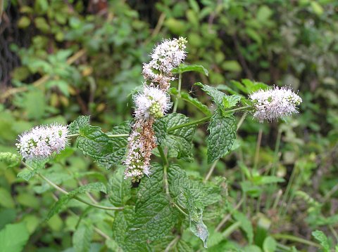 Mentha spicata