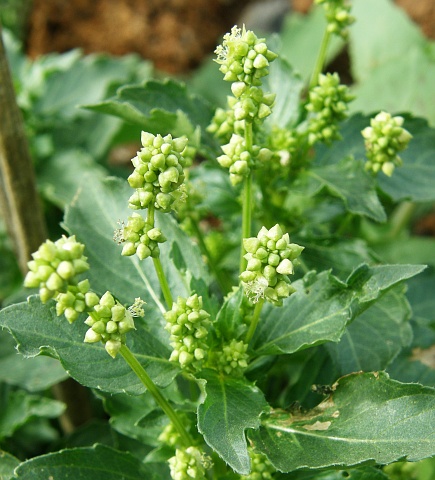 Mercurialis annua