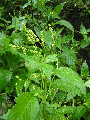 Mercurialis canariensis