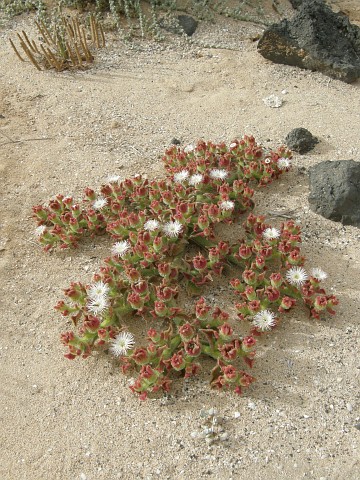 Mesembryanthemum crystallinum