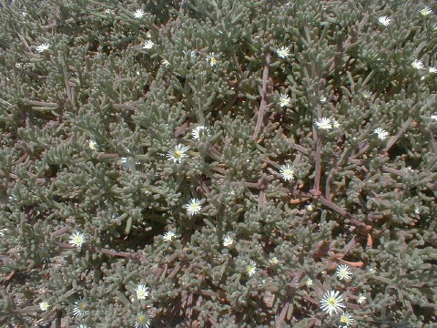 Mesembryanthemum nodiflorum