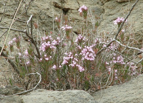 Micromeria helianthemifolia