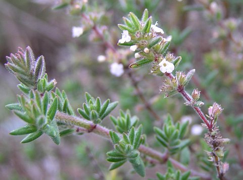 Micromeria hyssopifolia